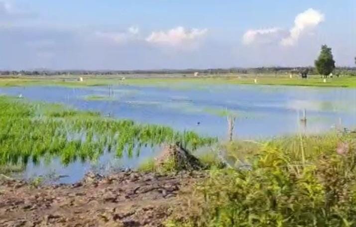 Panen Padi di Fajar Indah  Terancam Gagal, 80 Hektar Sawah Terendam Air, Diduga Karena Ini 