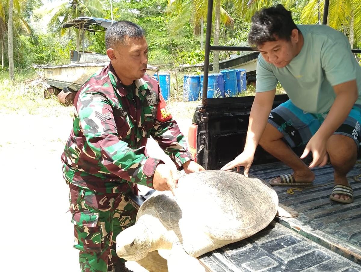 Personel Babinsa Bangka Selamatkan Penyu Tempayan yang Terdampar di Bukit Layang