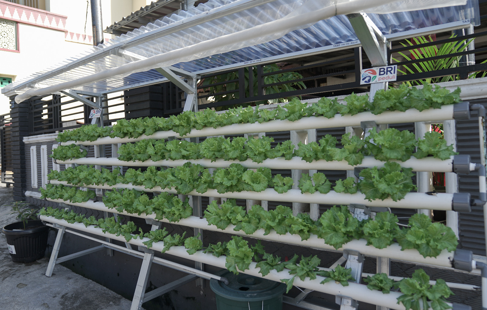 Program BRInita Sulap Lahan Sempit Jadi Urban Farming yang Produktif