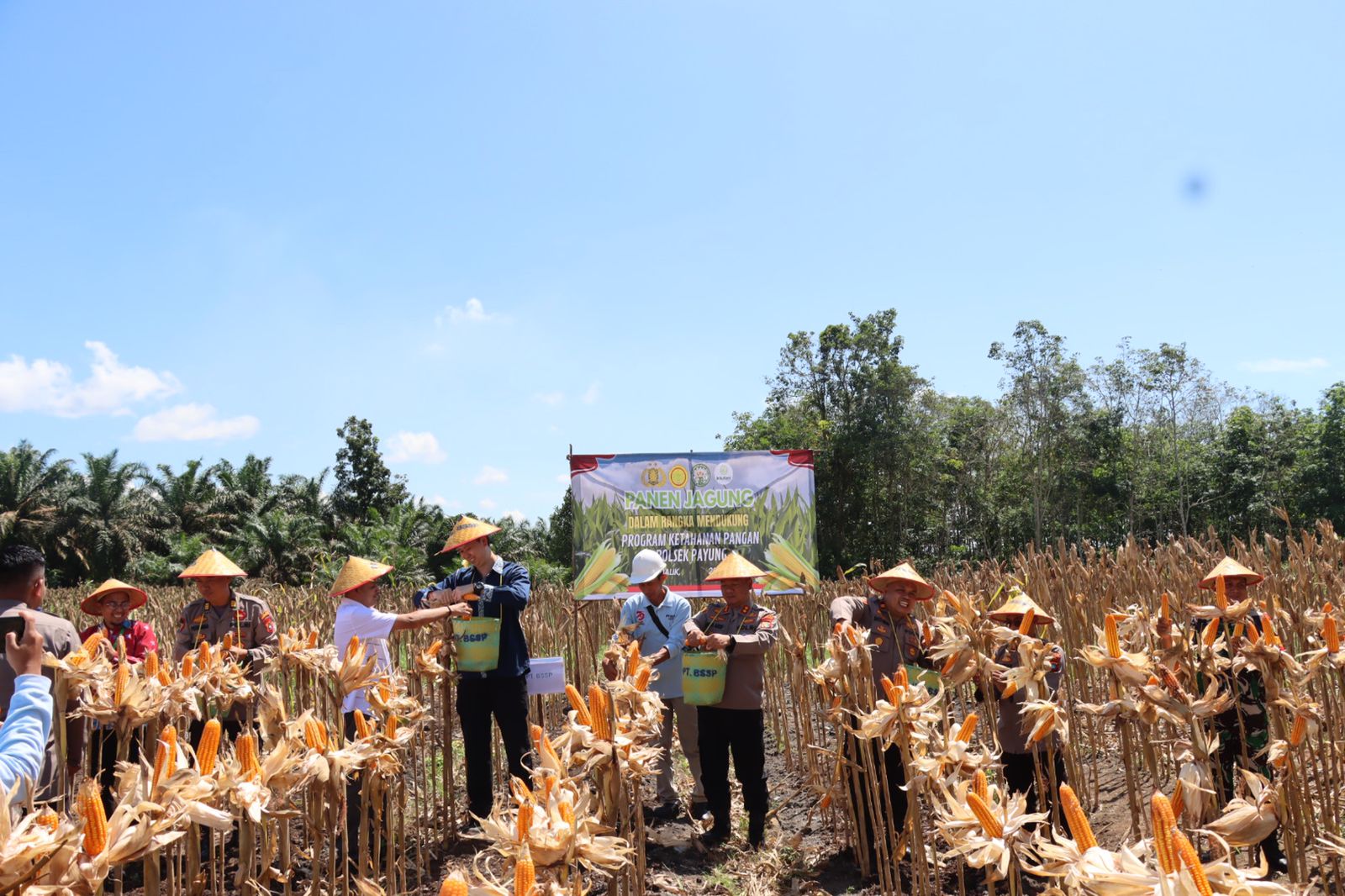 Polres Basel Bersama Polsek Payung, Panen Jagung Ketahanan Pangan di Dua Kawasan Ini