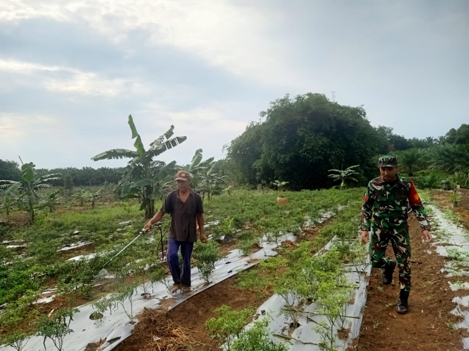 Dampingi Petani Cabai, Babinsa Bangka Kota Cari Solusi Dampak Hujan