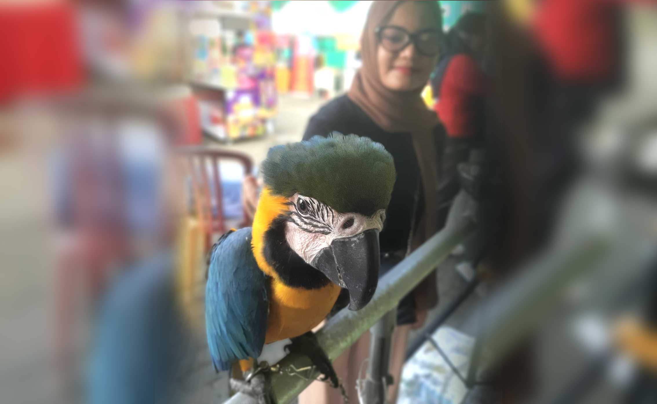Burung Macaw Meriahkan Dies Natalis ke 40 Pertiba 