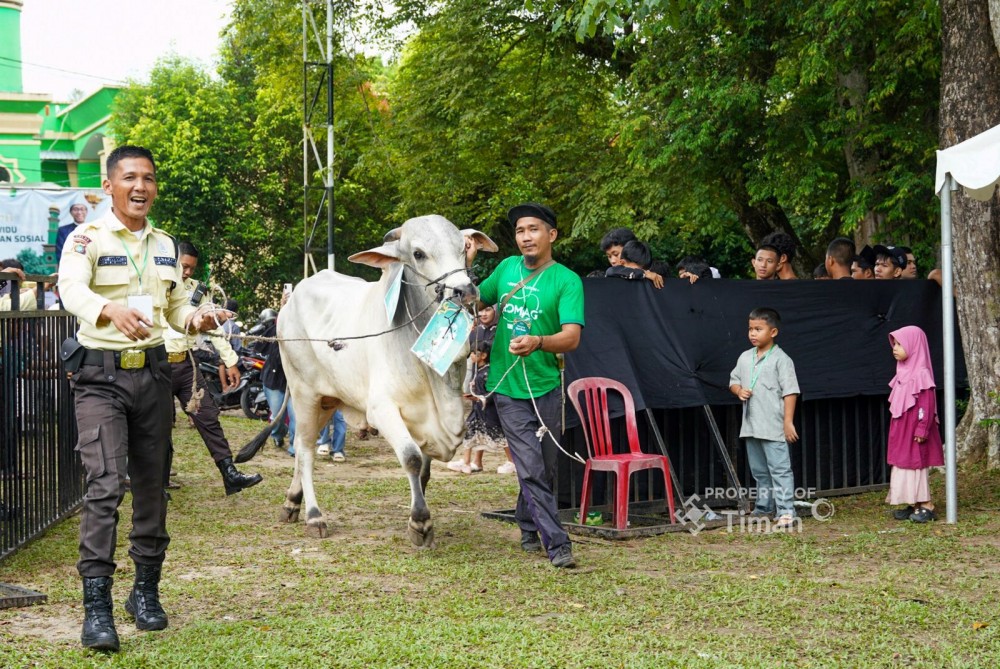 PT Timah Salurkan Ratusan Hewan Kurban di Momen Iduladha 1447 H