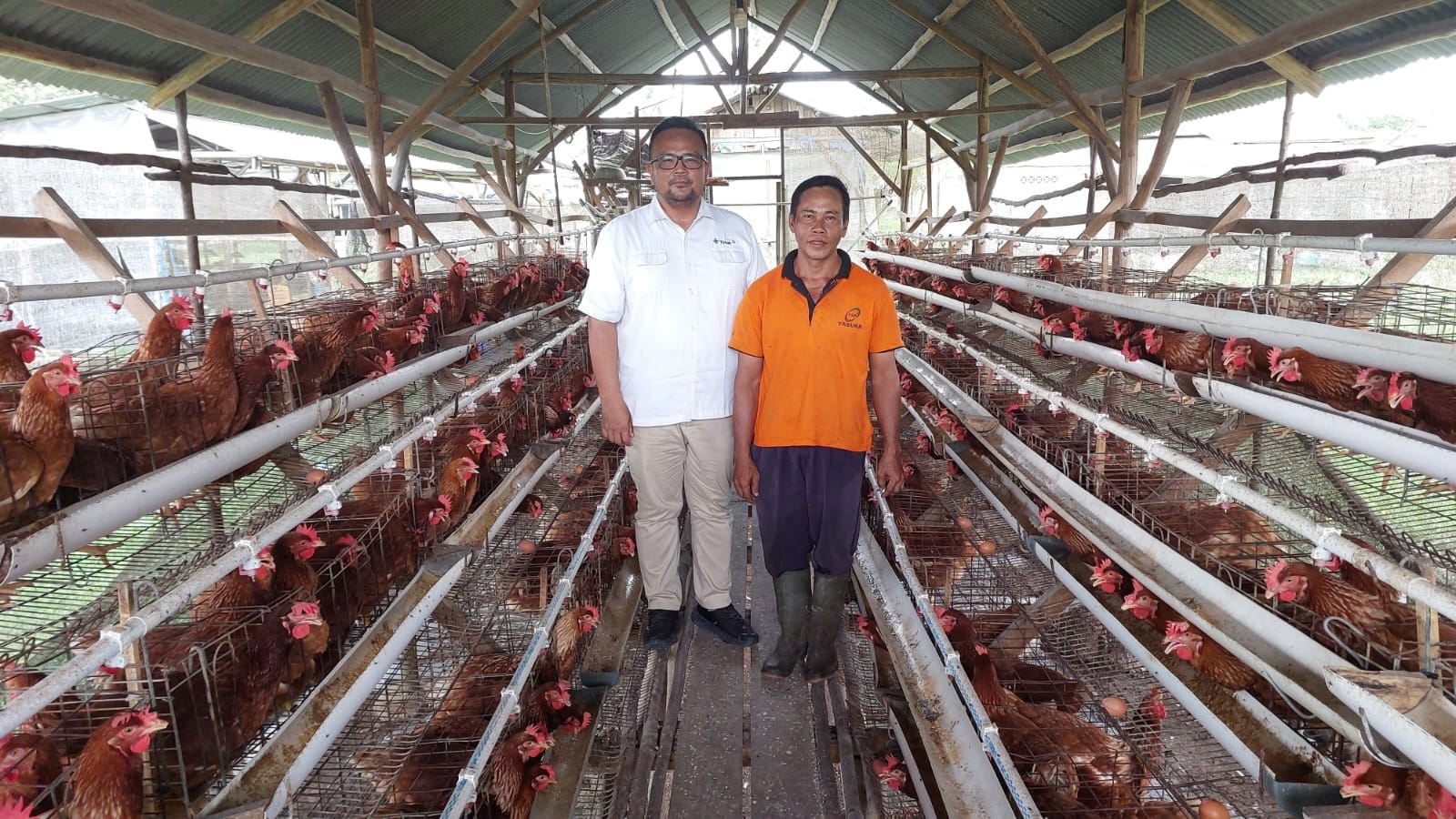 Program PUMK PT Timah Tbk Dukung Perkembangan Bisnis Ayam Petelur Niko