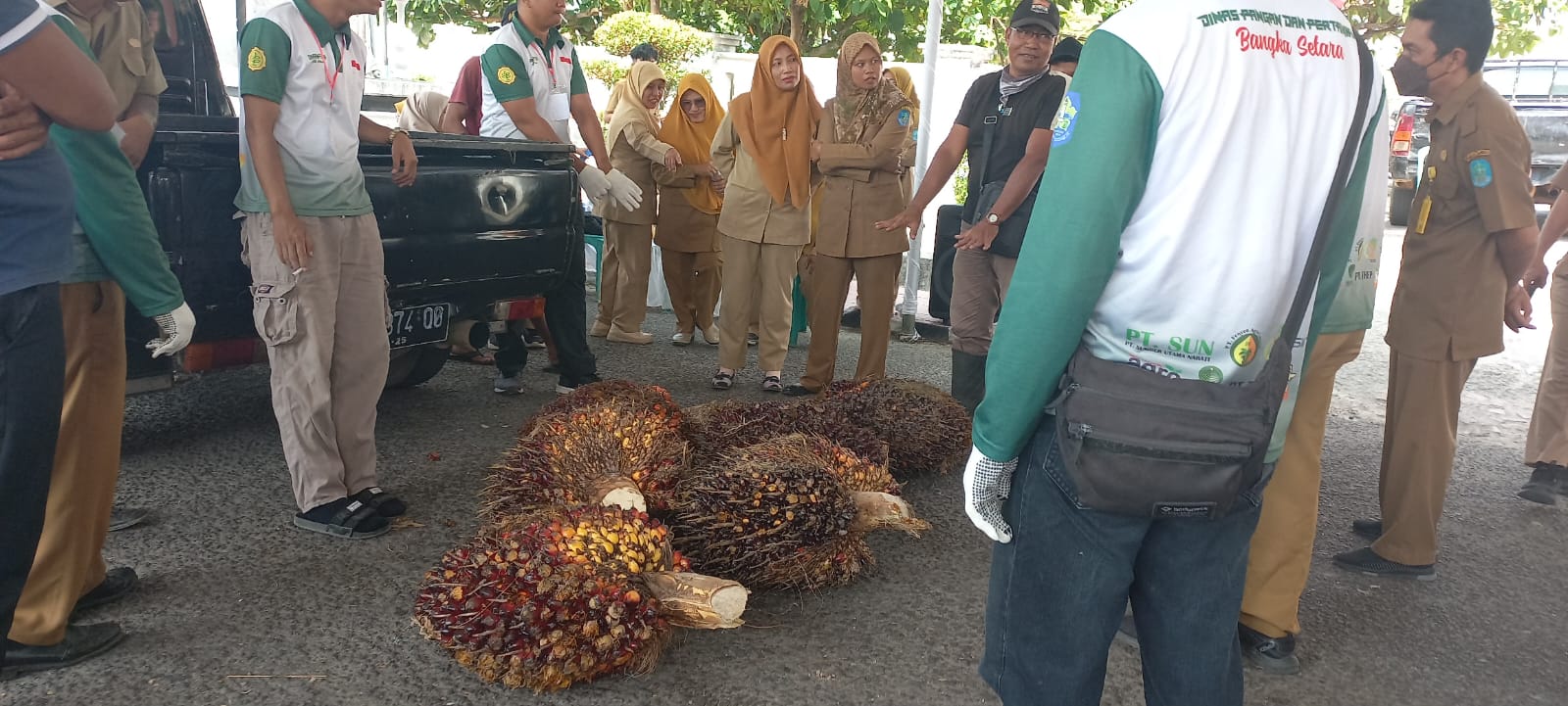 Petani Sawit Siap-siap, Ada Lomba TBS Terberat di Bangka, Hadiahnya 10 Juta