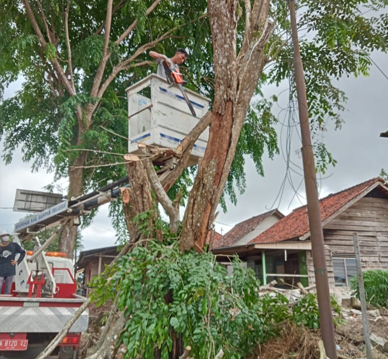 DLH Basel Pangkas Dahan Pohon Sepanjang Jalan Toboali