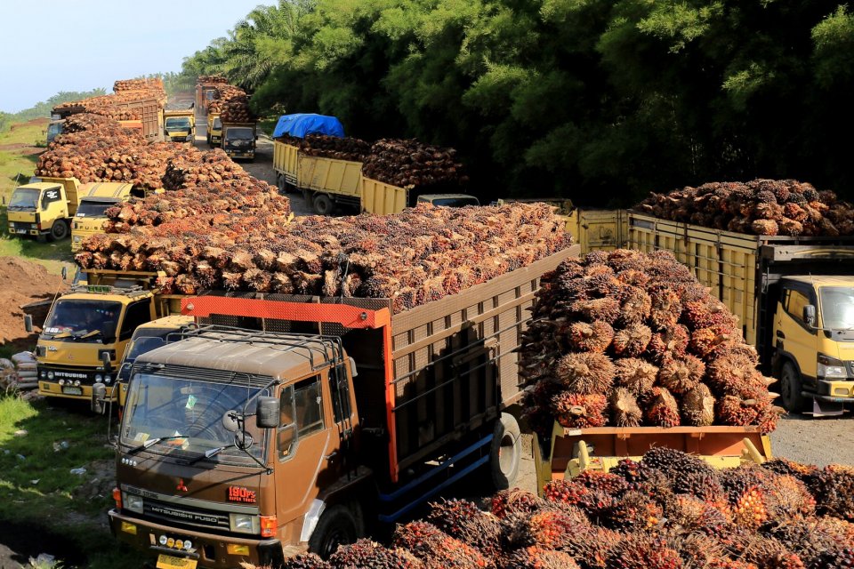 Pemblokiran Rekening CV MAL, Petani Sawit di Bateng Ngeluh Hingga Pekerja Terancam PHK