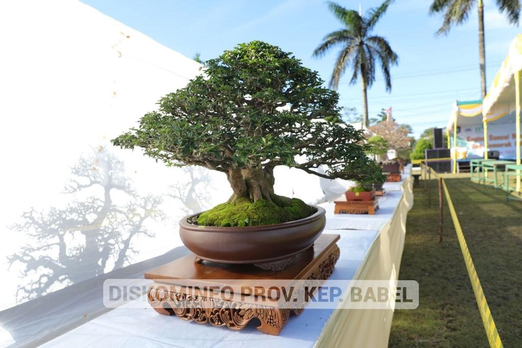 Hadiri Kontes Nasional, Pj Gubernur Suganda Apresiasi Para Pegiat Tanaman Bonsai