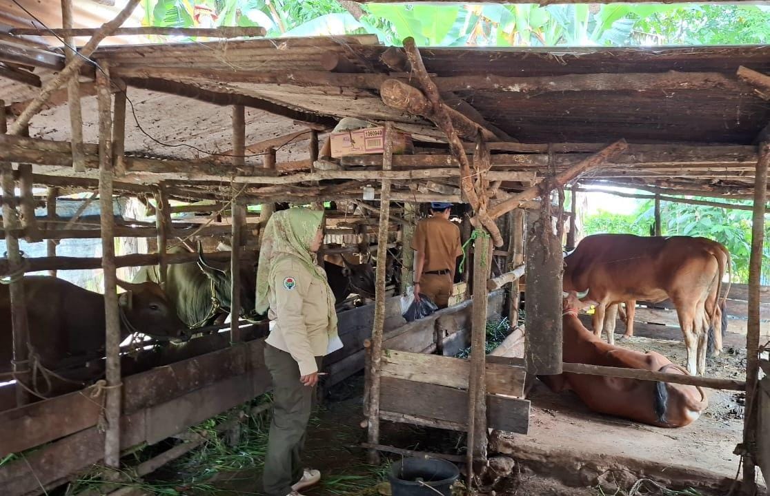 Jelang Idul Adha, Ini Upaya Dinas Pertanian Pangan Beltim Cegah PMK dan LSD