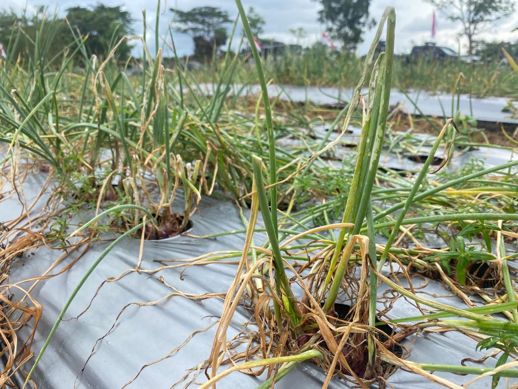 Terdampak El Nino, Petani Bawang Merah di Bangka Tengah Terkendala Air dan Hama