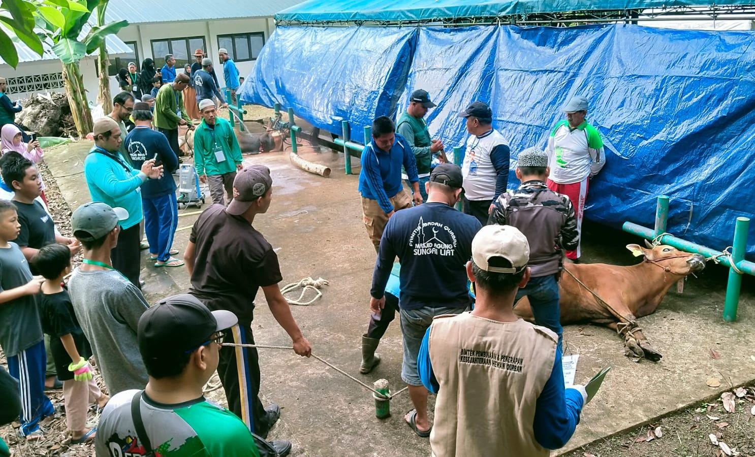 Masjid Agung Sungailiat Salurkan Ribuan Paket Daging