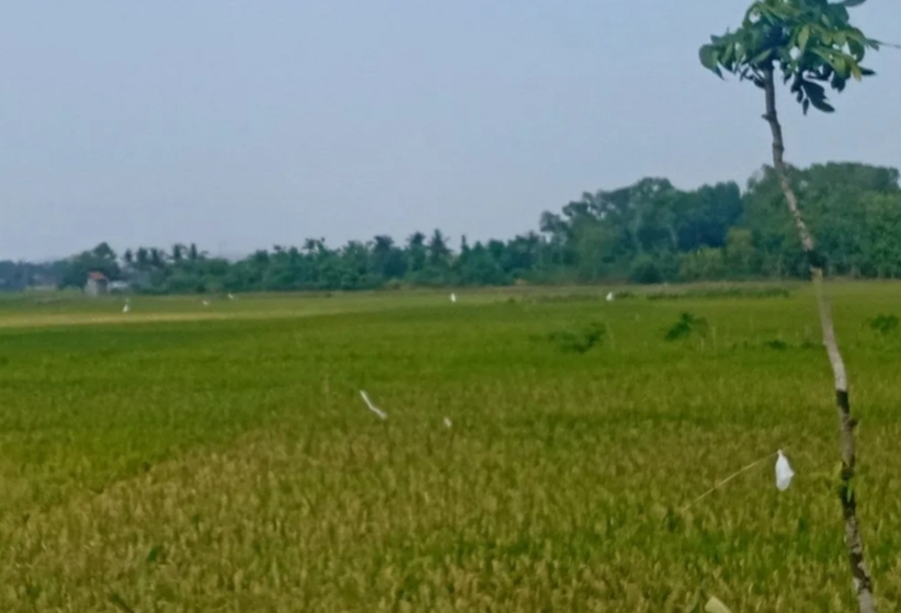 Swasembada Pangan dan SDM Unggul