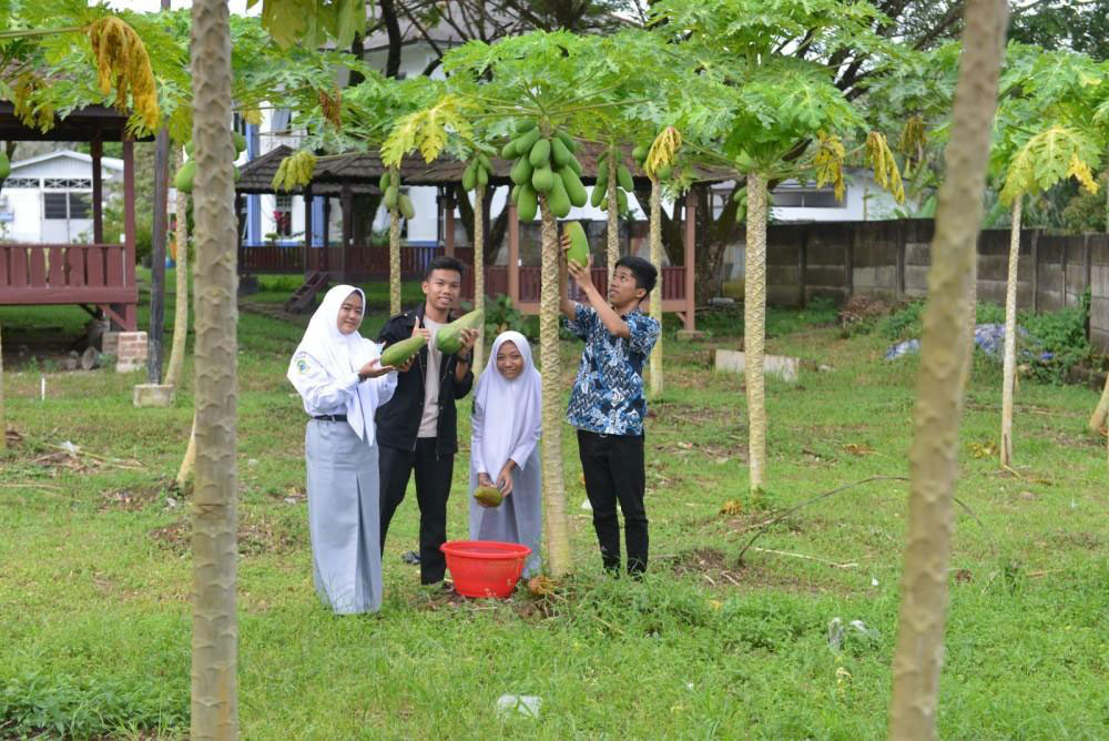 Mengisi Waktu Luang dengan Bertani, Pondok Pesantren Pemali Panen 