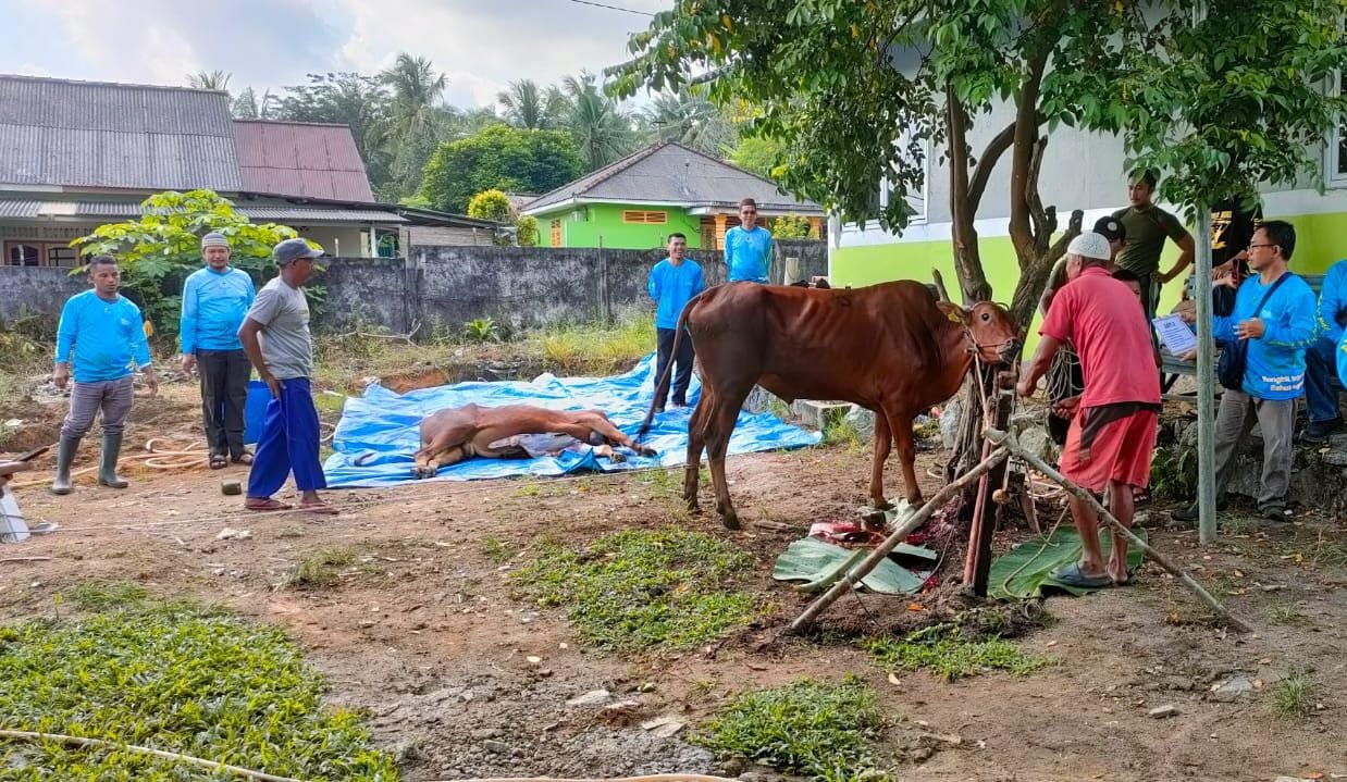 RSUD Sungailiat Kurban 3 Ekor Sapi dan 3 Kambing