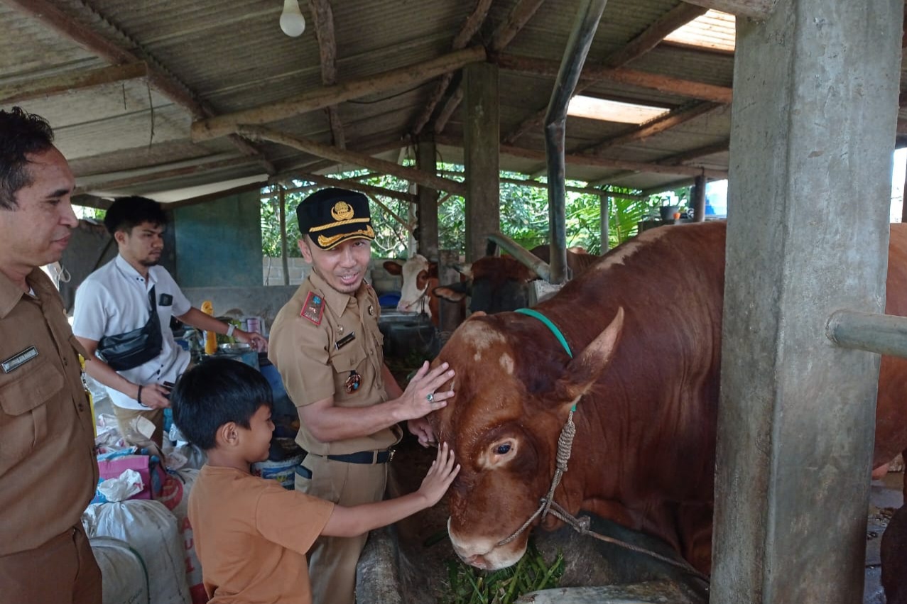 Sapi Limosin 918 Kg Kurban Presiden Prabowo Untuk Masjid Al Muhajirin Air Ruai