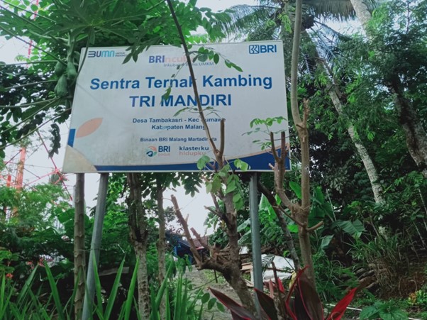 Peternak Kambing Ini Banjir Pembeli, Sukses Kembangkan Usaha Berkat Pemberdayaan BRI