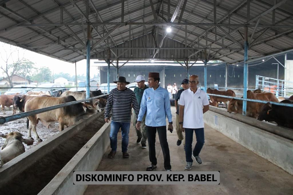 Pj Gubernur Suganda Apresiasi Sapi Badut Bantu Penuhi Kebutuhan Daging di Babel