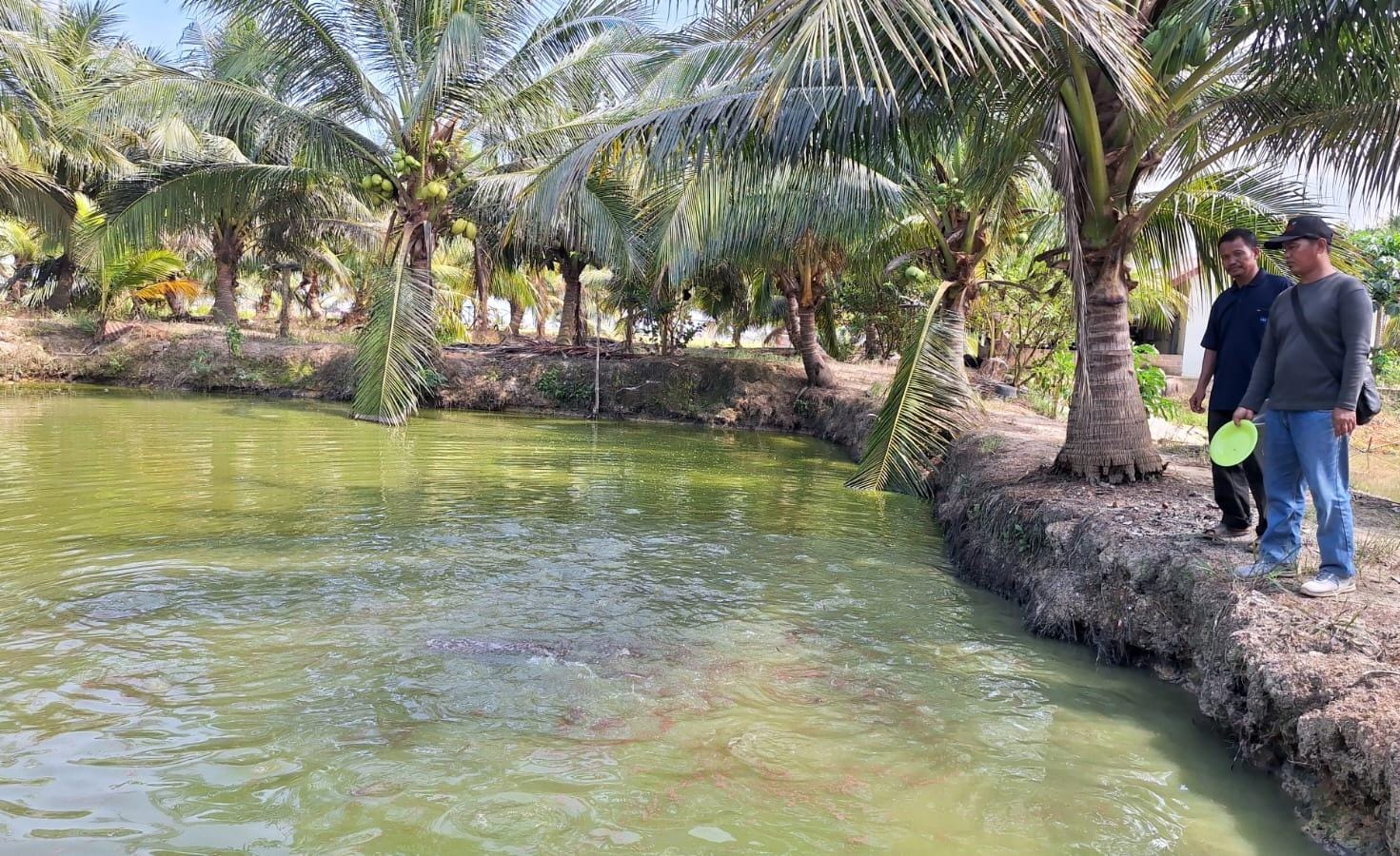 Budidaya Ikan Air Tawar, Pokdakan Berkah Rias Bu Penen 17 Ton Ikan 
