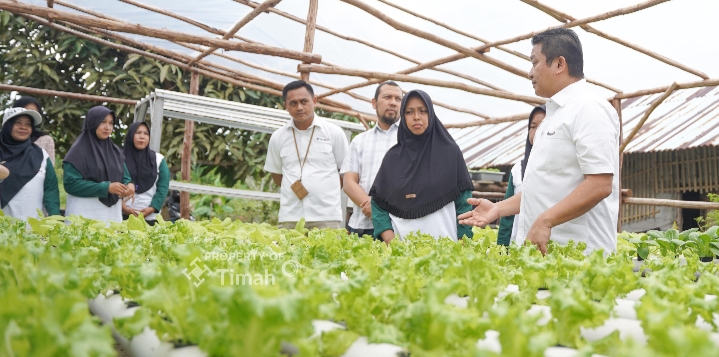 Dorong Pemberdayaan Ekonomi Lokal, PT Timah Gerakkan Program Hidroponik Bagi Kelompok Perempuan di Desa Sawang