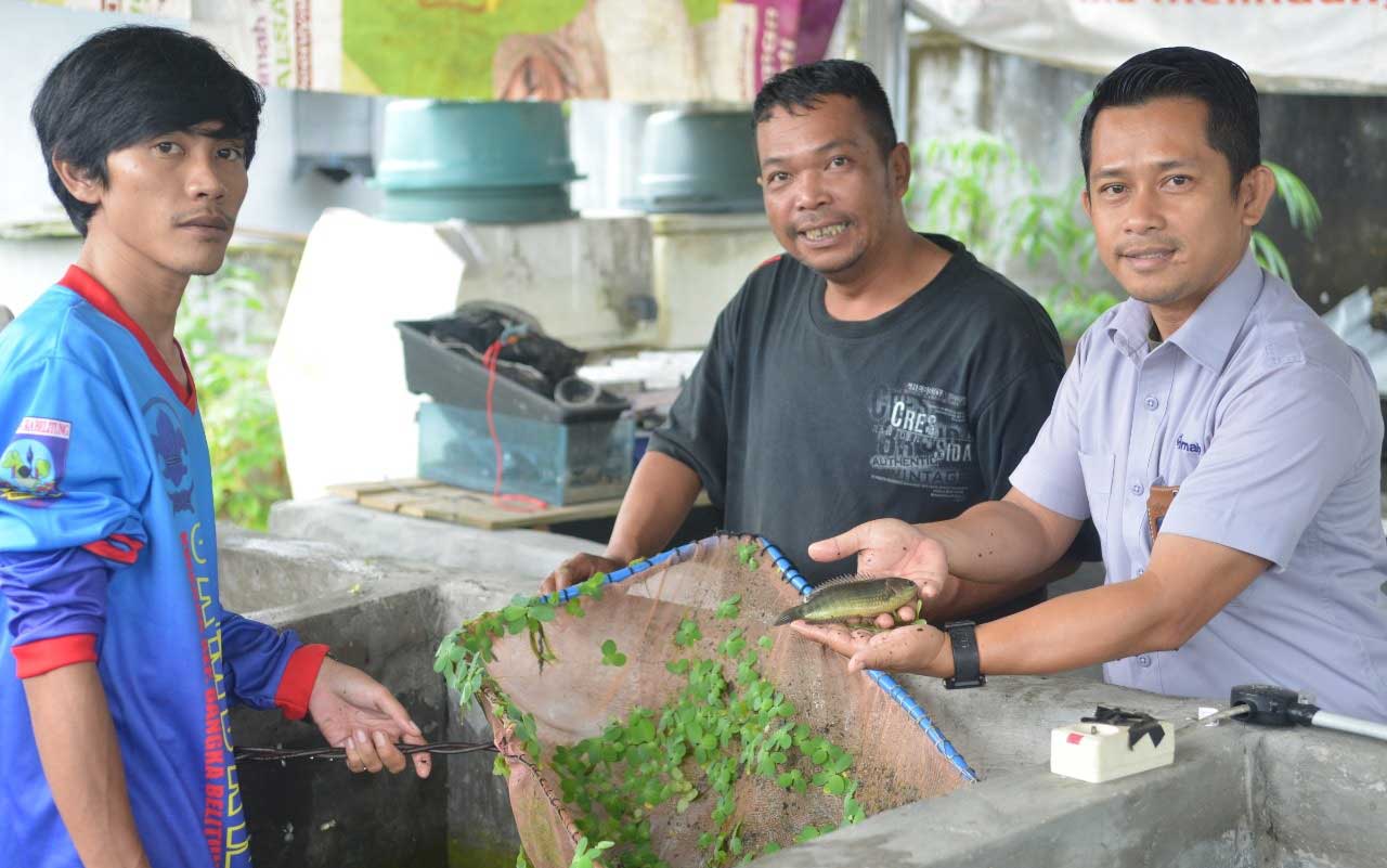 Bersama The Tanggokers, PT Timah Tbk Ikut Melestarikan Ikan Endemik Bangka Belitung 