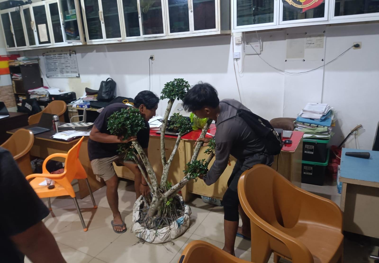 Residivis Narkoba di Pangkalpinang Curi Bonsai Seharga Rp40 Juta