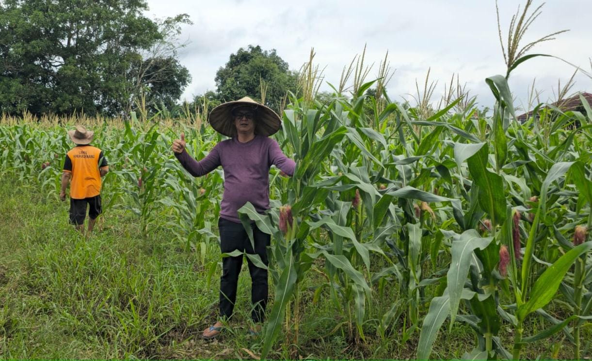 Jagung Tumbuh Subur di Lahan 5.000 Meter Persegi Milik Lapas Pangkalpinang