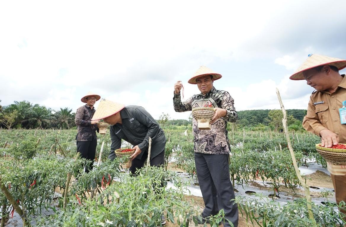 Bank Indonesia-Pemprov Babel Panen Cabai Merah di Pondok Pesantren At-Thoybah Bangka