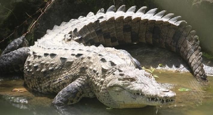 Buaya Jadi Ancaman Warga Bangka Belitung Sepanjang Masa