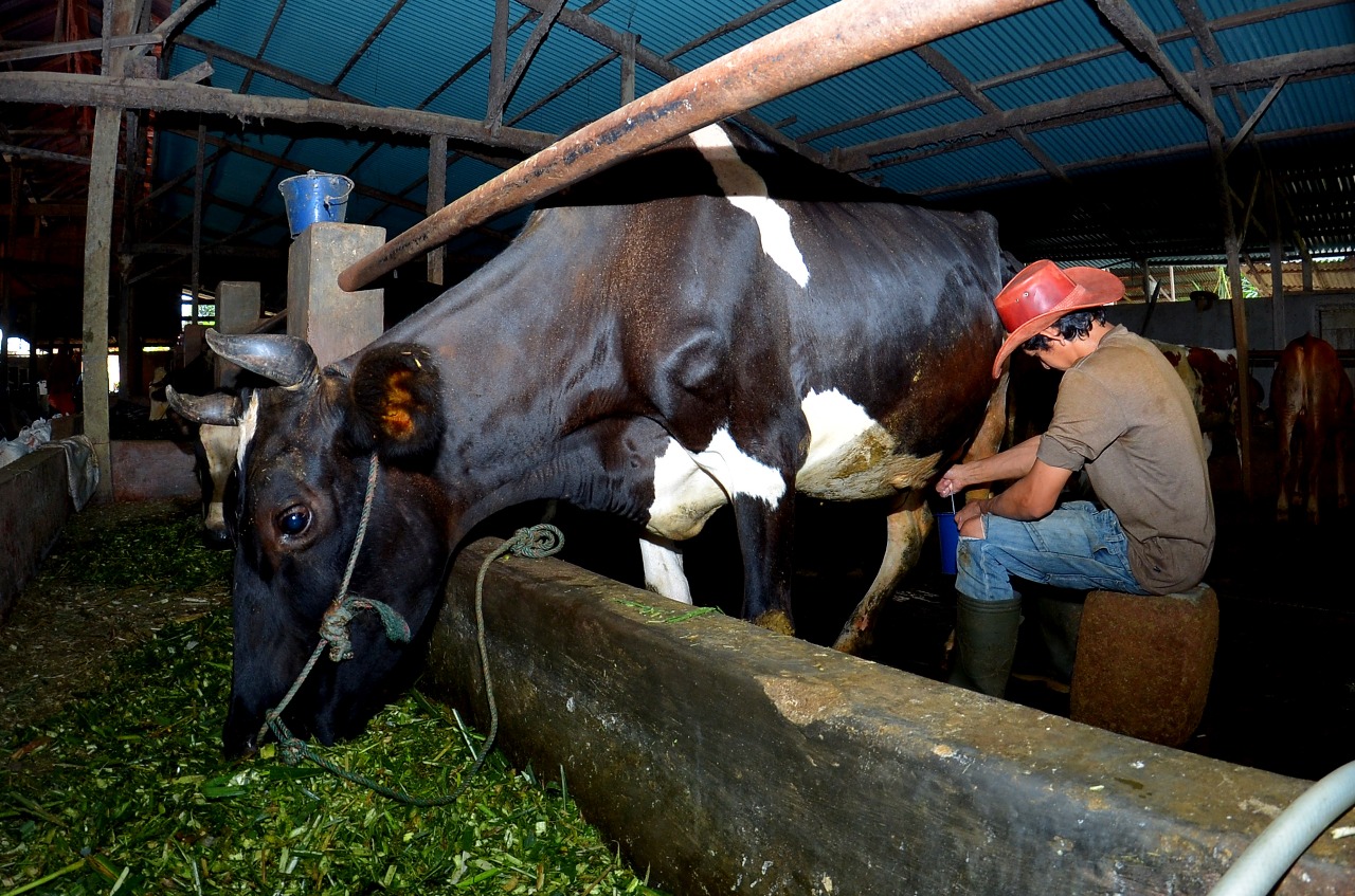 Dapat Fasilitas Pembiayaan & Transaksi BRI, Klaster Susu di Ponorogo Berhasil Tingkatkan Kapasitas Produksi