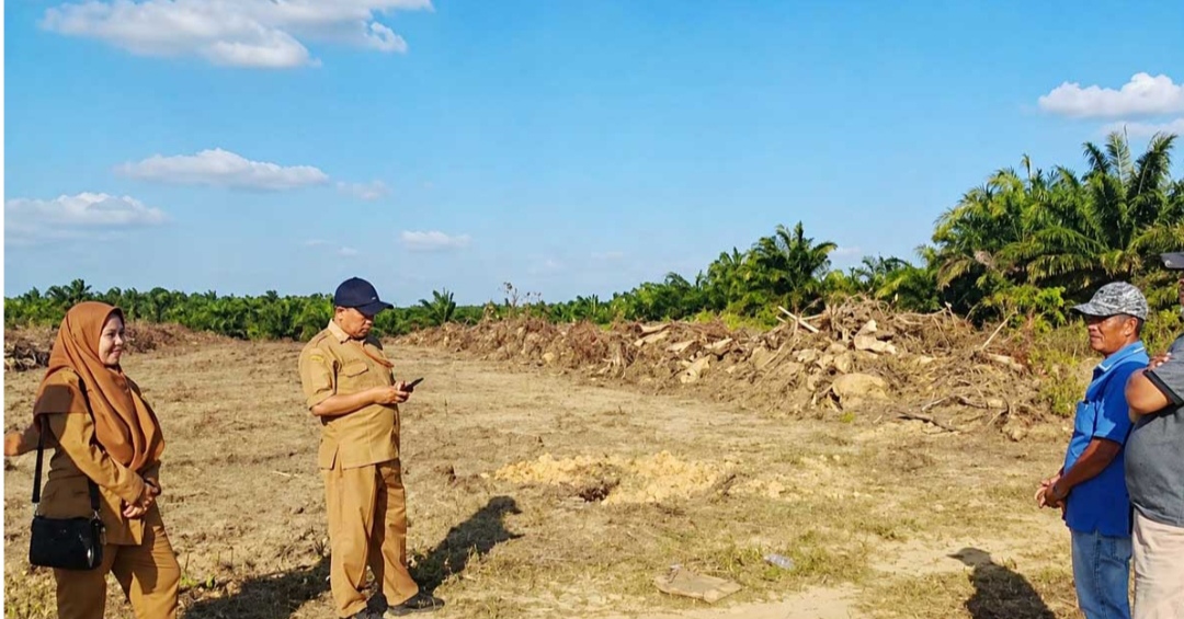 Perkebunan Sawit Rakyat di Belitung Meningkat, Luas Capai 7.302 Hektare