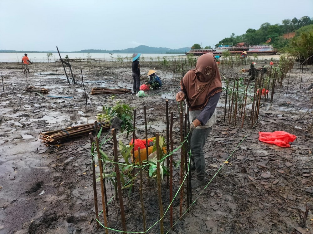 Rawat Mangrove, PT Timah Tbk Tanam 2.500 Bibit Mangrove di Kundur