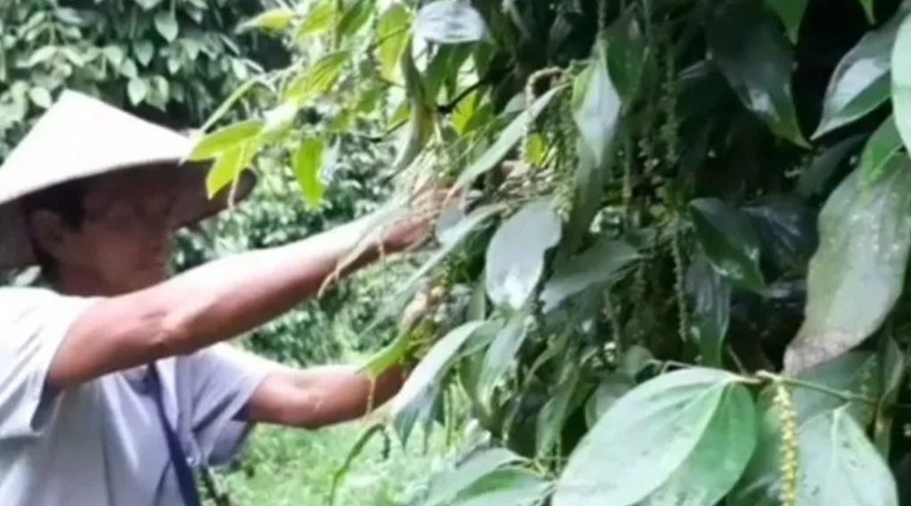 Nilai Tukar Petani Babel Naik Jadi 1,29 Persen