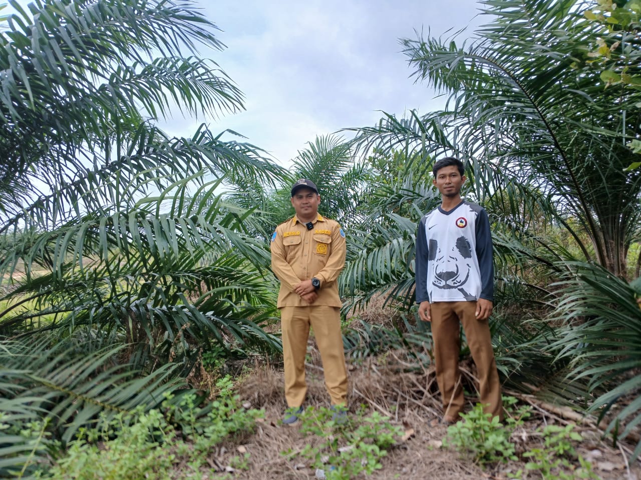 PT Timah Gandeng Pemerintah Desa Air Limau Sulap Lahan Bekas Tambang Jadi Kawasan Perkebunan 