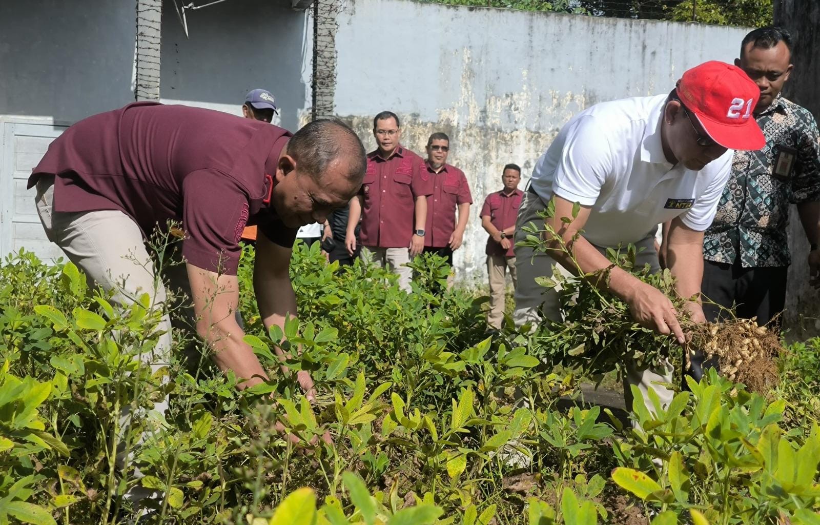 Kakanwil Ditjenpas Babel Panen Kacang Tanah dan Pakcoy di Lapas Pangkalpinang