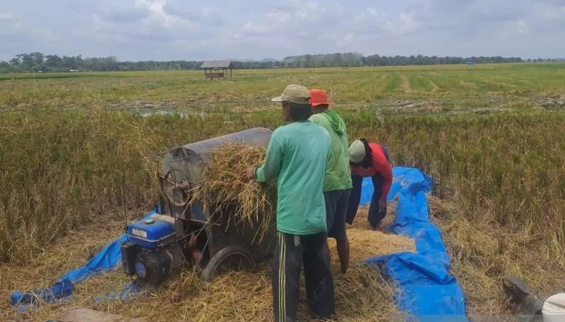 DPKP Babel: Produksi Beras Petani Bangka Selatan Surplus