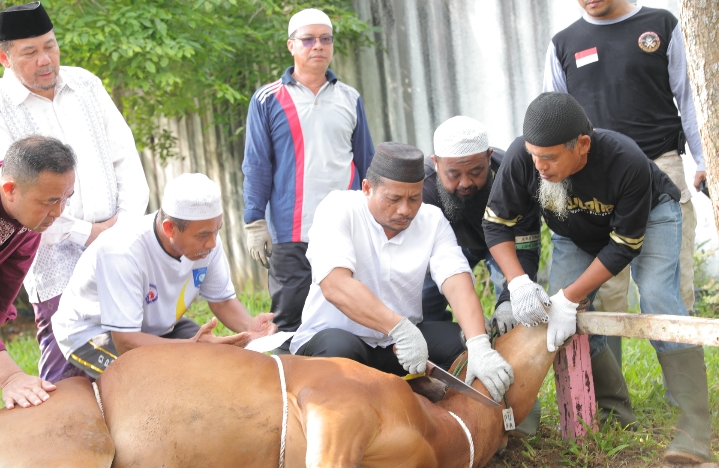 Plh Pj Gubernur Babel Fery Afriyanto Sembelih Hewan Kurban