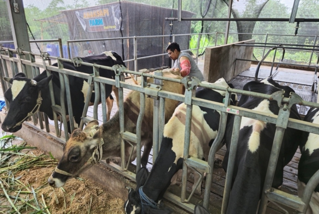BRI Peduli Tingkatkan Kapasitas Peternak Sapi Perah di Malang Lewat Program Klaster Unggulan