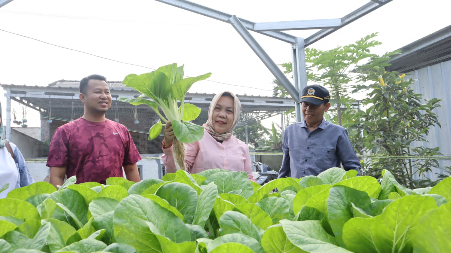 Panen Sayur, Sekda Radmida Bangga Usaha Kelompok Wanita Tani Belinju