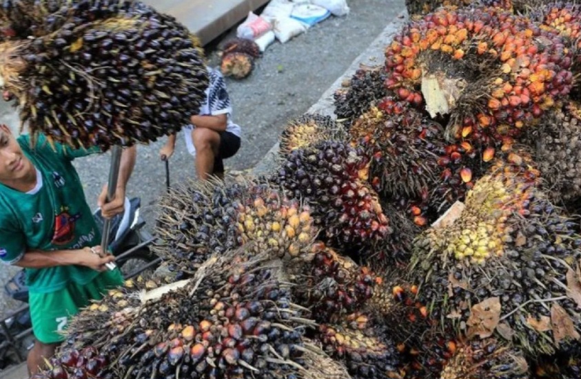 Indonesia Menang di WTO, Uni Eropa Terbukti Diskriminasi Pada Minyak Sawit