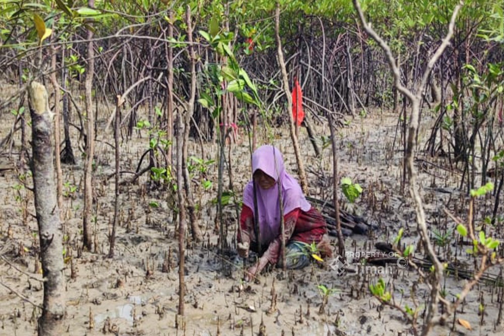 Kolaborasi Jaga Ekosistem Pesisir Bersama Masyarakat, PT Timah Tbk Tanam 12 Ribu Bibit Mangrove di Kundur