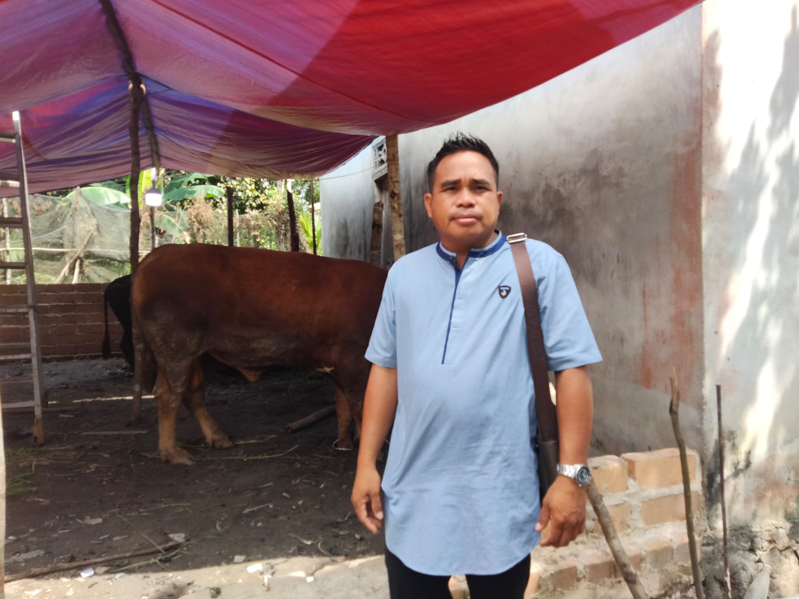 Seorang Pengusaha Asal Desa Pergam Kurban 4 Ekor Sapi, Salah Satunya Berbobot 700 Kg