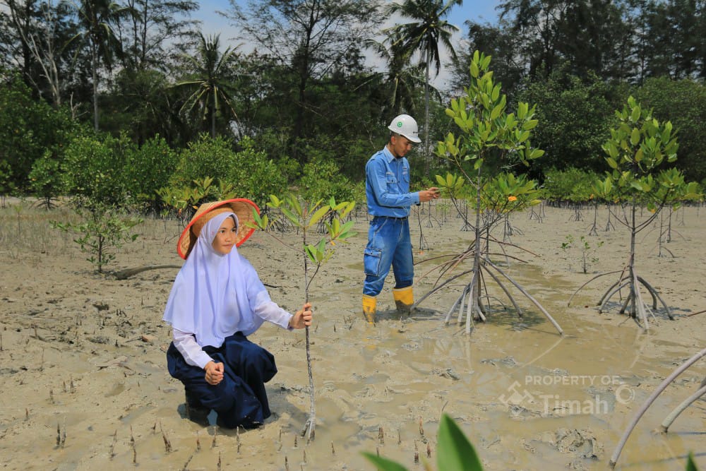 Puluhan Ribu Mangrove Ditanam Sepanjang 2025, PT Timah Dukung Target Net Zero Emissions 2060