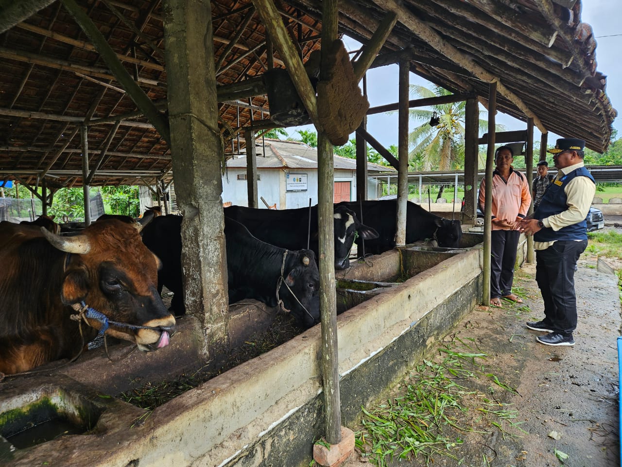 Kunjungi Peternakan Sapi. Pj Gubernur Safrizal Pastikan Stok Daging Cukup