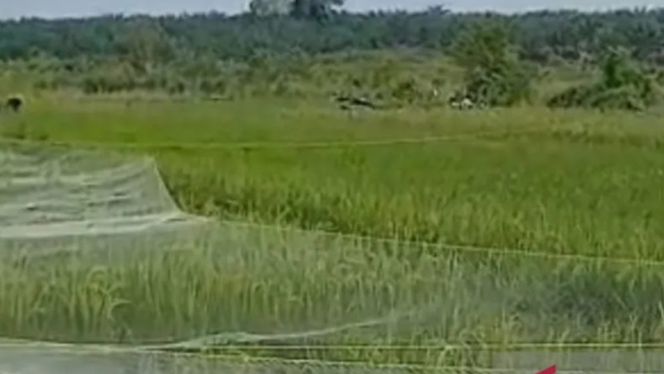 Bangka Optimis Target Produksi Padi Capai Target