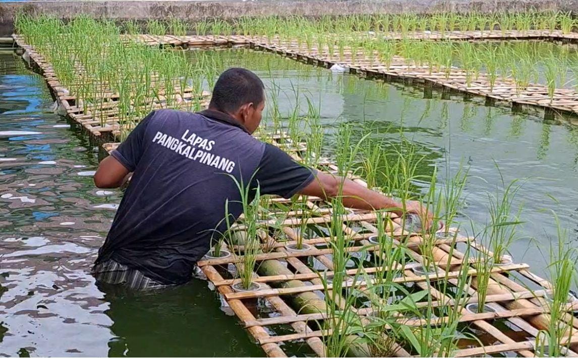 Lapas Pangkalpinang Coba Budidaya Padi Apung Varietas Sadane
