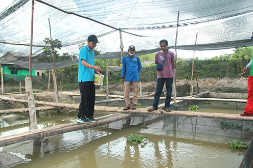 Amankan Ketahanan Pangan, Desa Airduren Ternak Lele dan Tanam Jagung