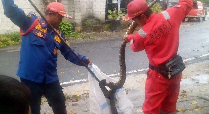 10 Ular Masuk Rumah Warga Tanjungpandan Belitung, Curah Hujan Tinggi Jadi Pemicu