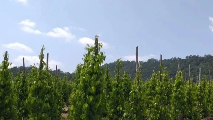 Harga Lada Putih Babel Meroket, Kementan: Permintaan Dunia Tinggi!