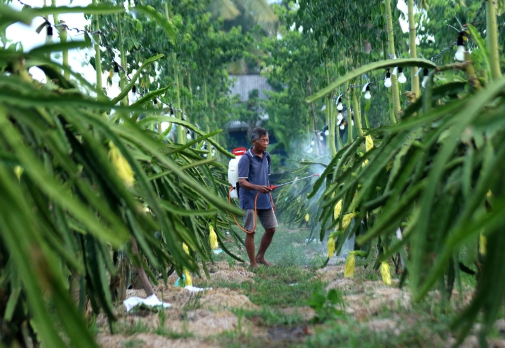 Dari Banyuwangi ke Pasar Luas, Petani Buah Naga Naik Kelas Berkat Program Klasterku Hidupku BRI
