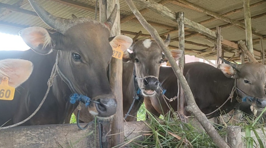 Babel Siapkan 1.600 Sapi Antisipasi Kenaikan Harga Jelang Idul Fitri